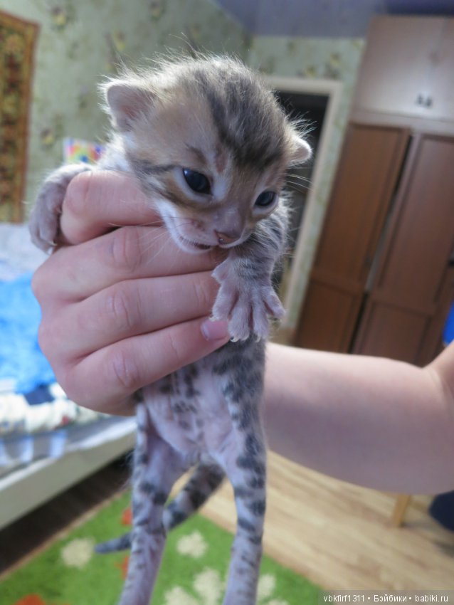 Родились котятки — Интересное и необычное: фотоподборки