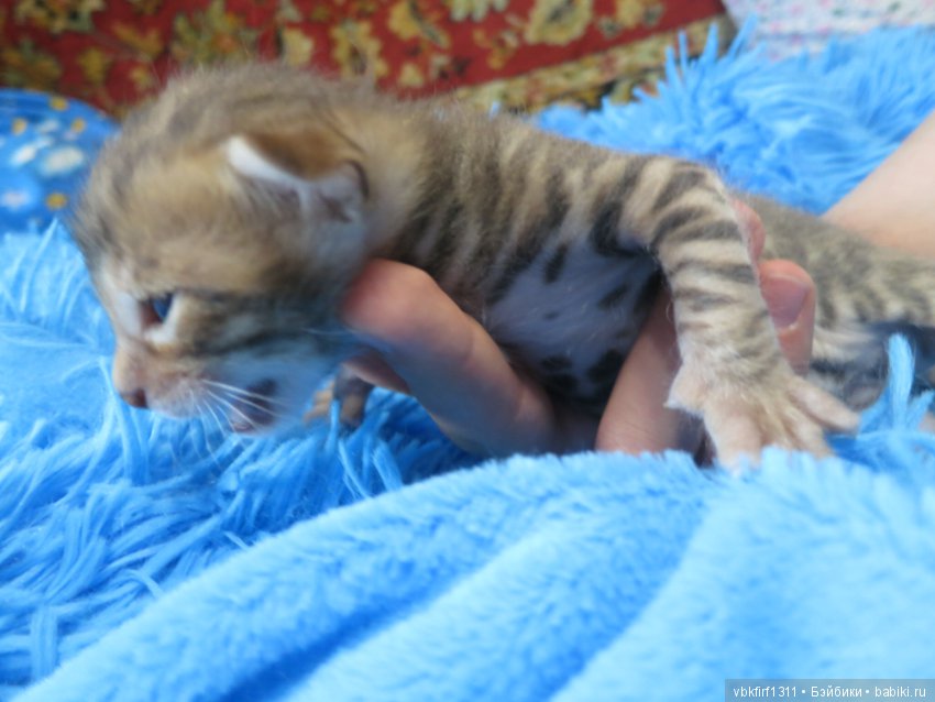 Родились котятки — Интересное и необычное: фотоподборки
