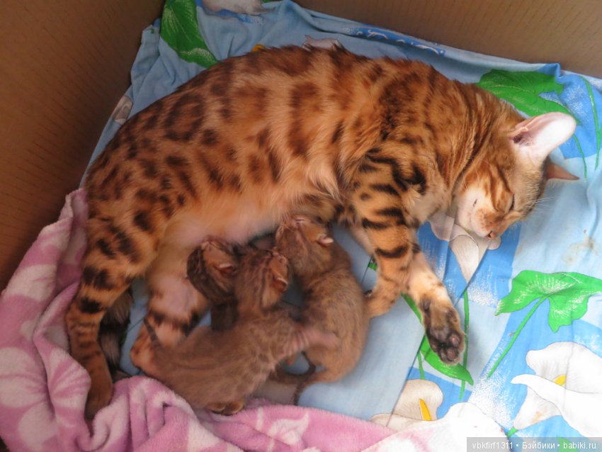 Родились котятки — Интересное и необычное: фотоподборки (фото 4)