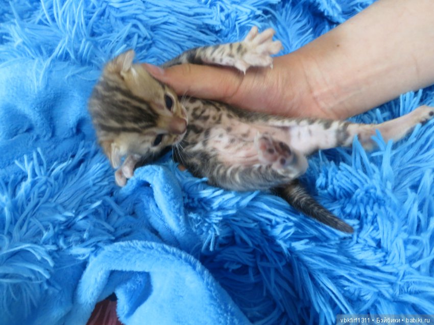 Родились котятки — Интересное и необычное: фотоподборки