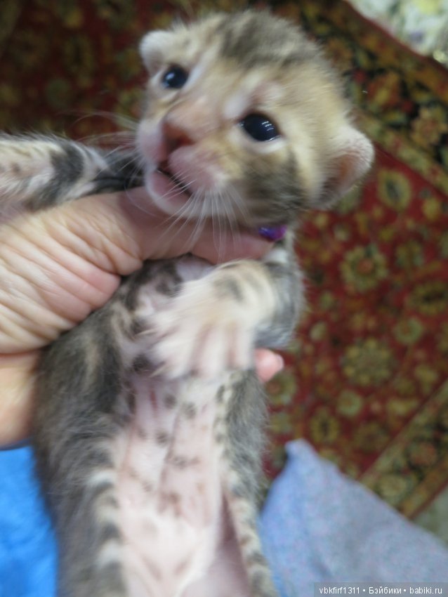 Родились котятки — Интересное и необычное: фотоподборки