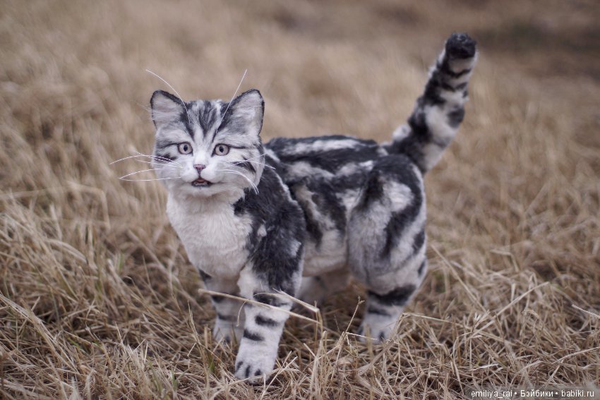 Милый и нежный полосатый котенок