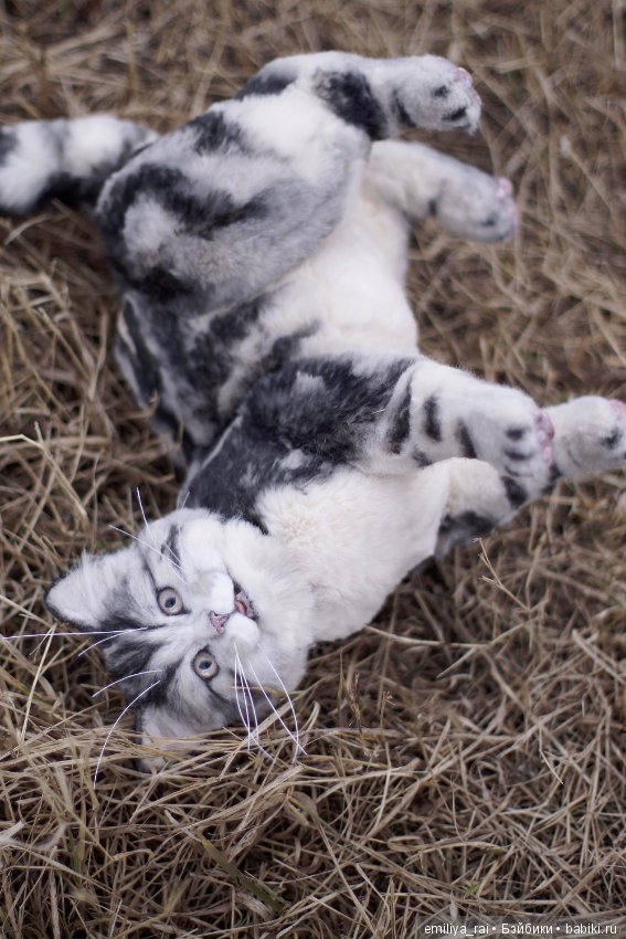 Милый и нежный полосатый котенок