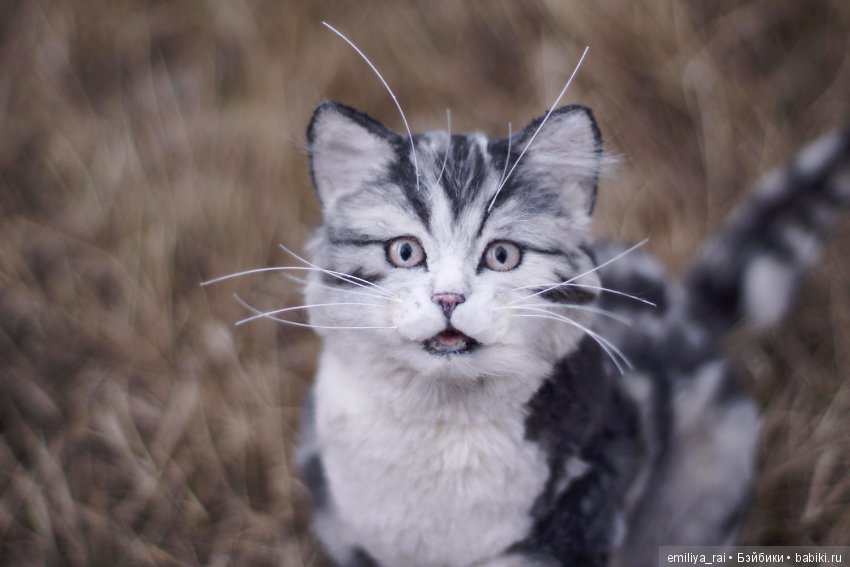 Милый и нежный полосатый котенок (фото 2)