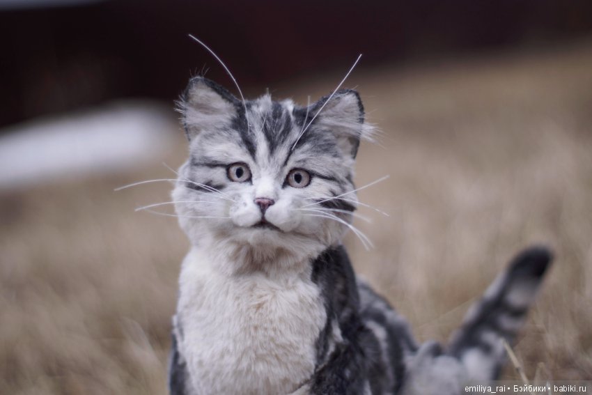 Милый и нежный полосатый котенок (фото 6)