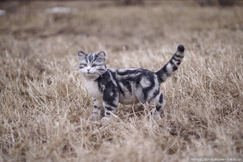 Милый и нежный полосатый котенок