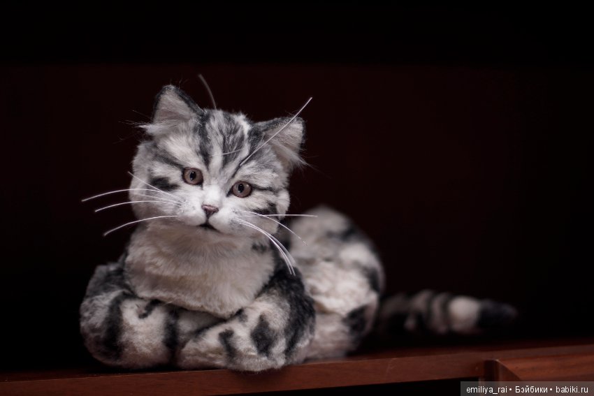 Милый и нежный полосатый котенок