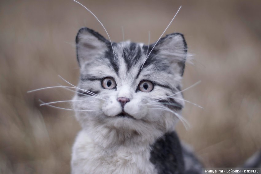 Милый и нежный полосатый котенок (фото 5)