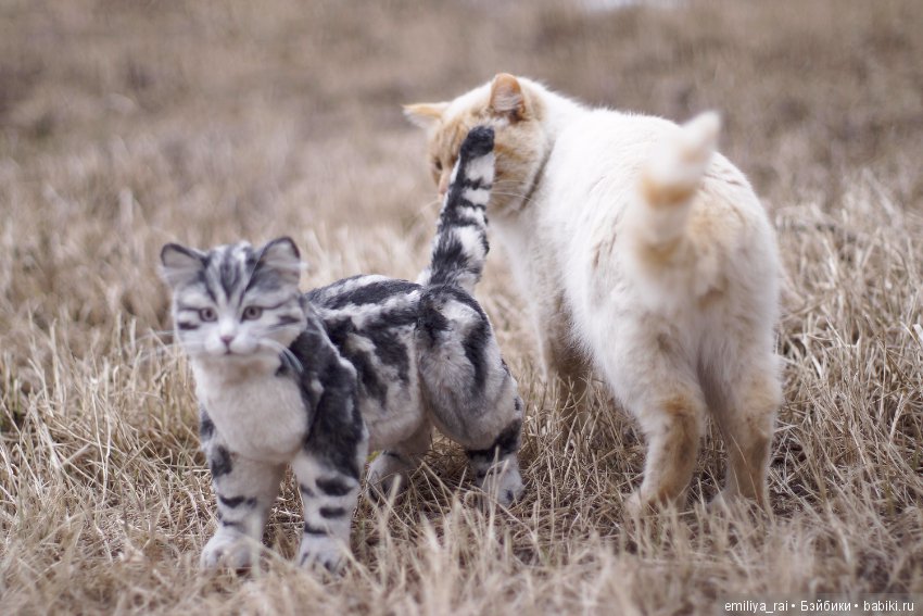 Милый и нежный полосатый котенок