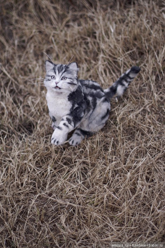 Милый и нежный полосатый котенок