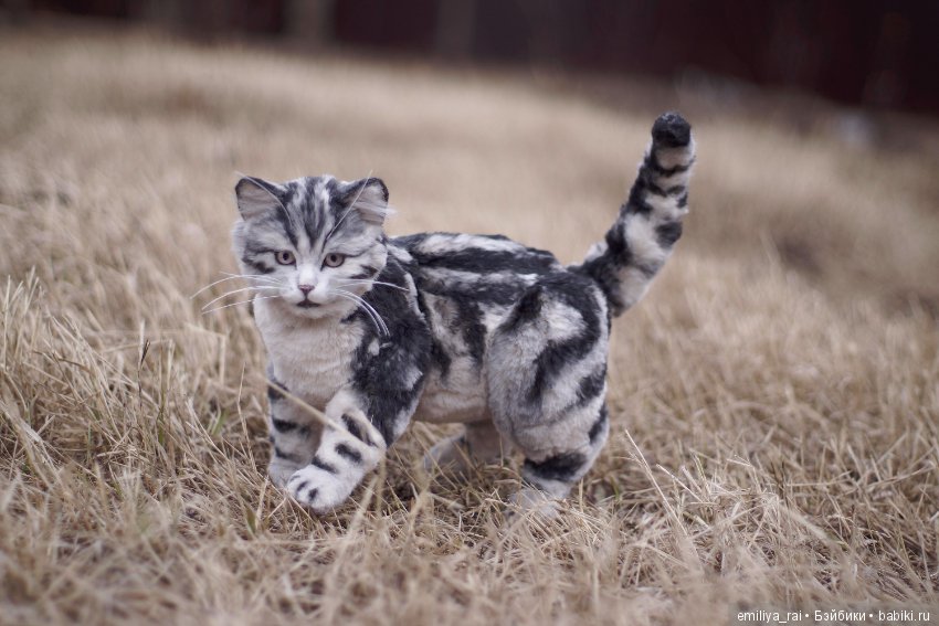 Милый и нежный полосатый котенок