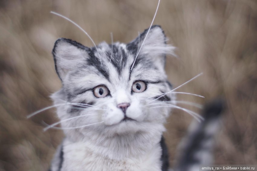 Милый и нежный полосатый котенок (фото 8)