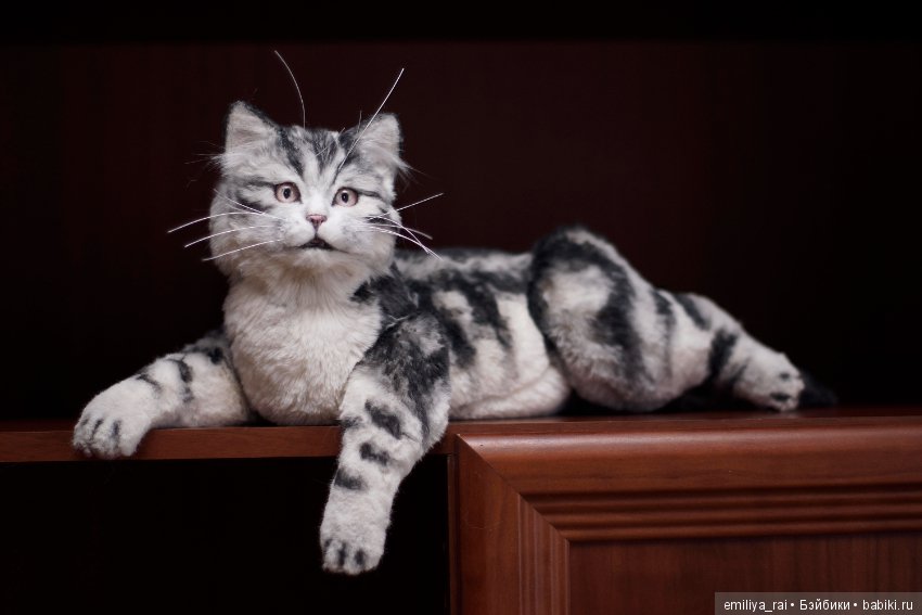 Милый и нежный полосатый котенок