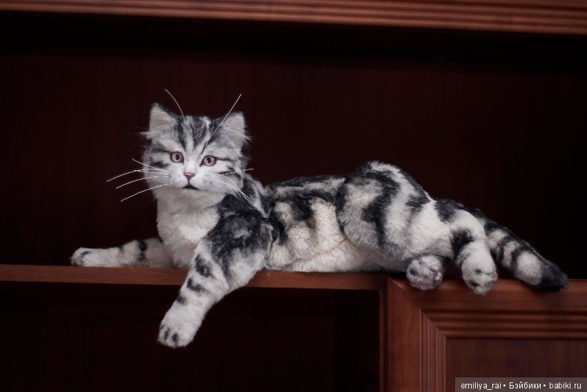 Милый и нежный полосатый котенок