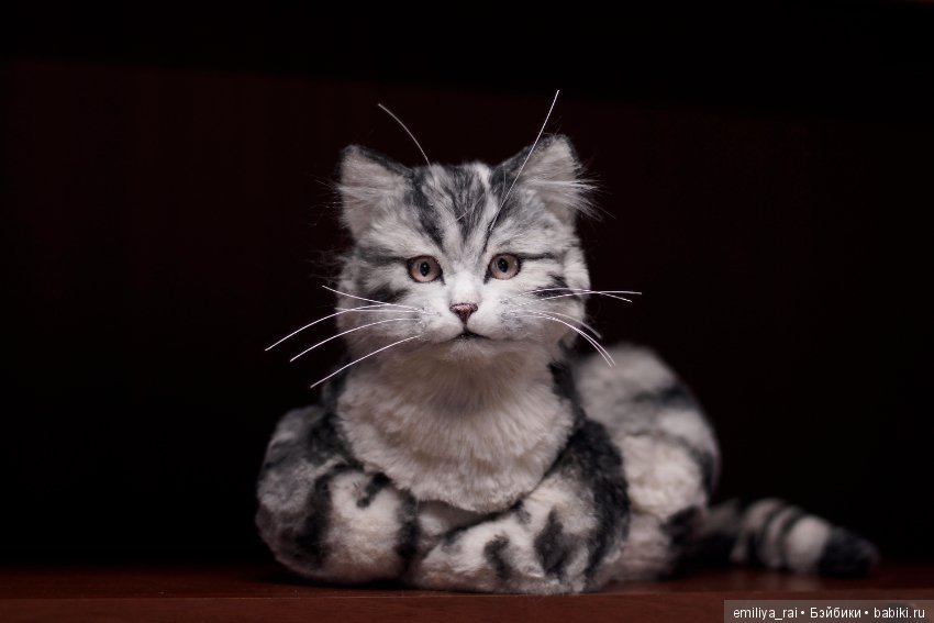 Милый и нежный полосатый котенок