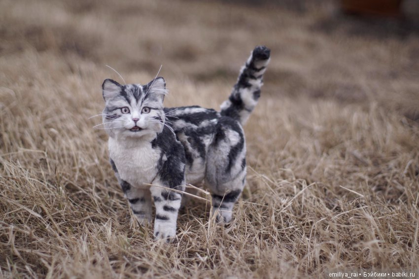 Милый и нежный полосатый котенок (фото 10)