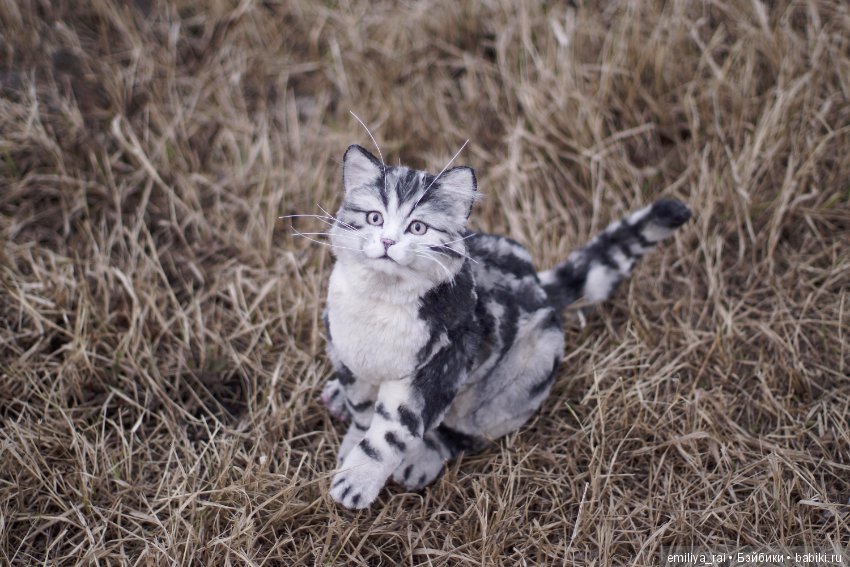 Милый и нежный полосатый котенок (фото 4)