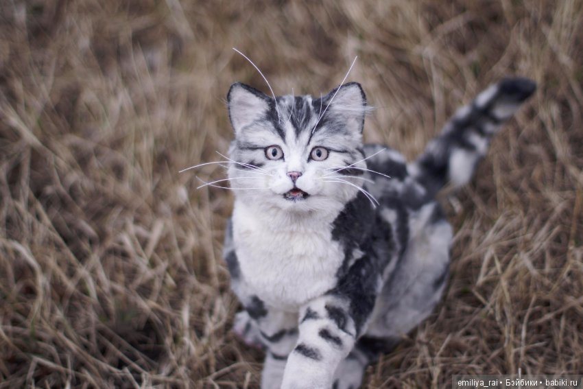 Милый и нежный полосатый котенок (фото 3)