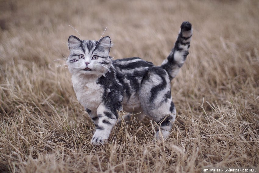 Милый и нежный полосатый котенок (фото 9)