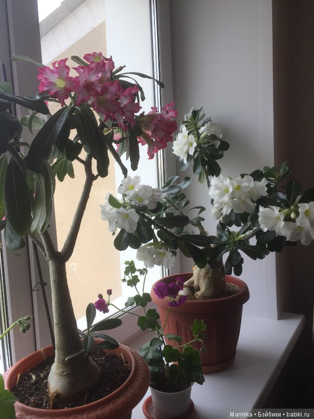 Когда же и к нам придёт весна (фото 2)