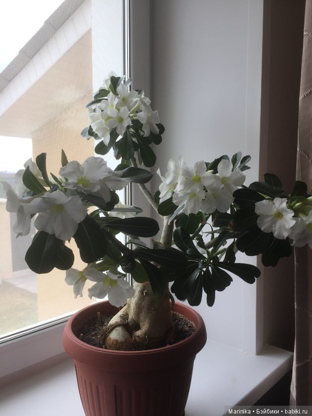 Когда же и к нам придёт весна