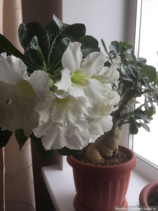 Когда же и к нам придёт весна (фото 4)