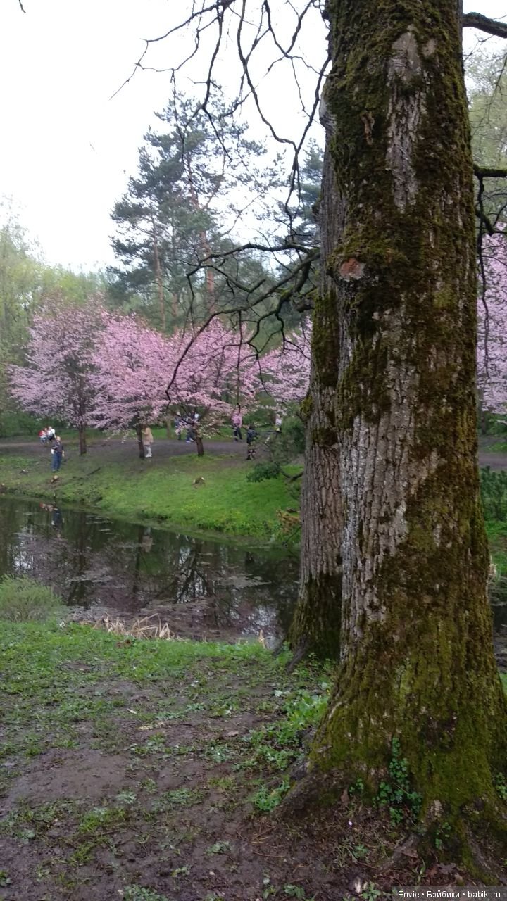 Цветение сакуры в японском саду. Прогуляемся (фото 6)