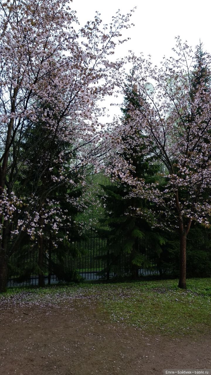 Цветение сакуры в японском саду. Прогуляемся