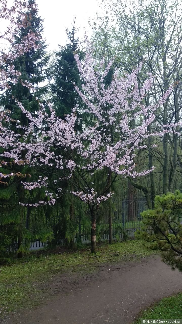 Цветение сакуры в японском саду. Прогуляемся (фото 3)