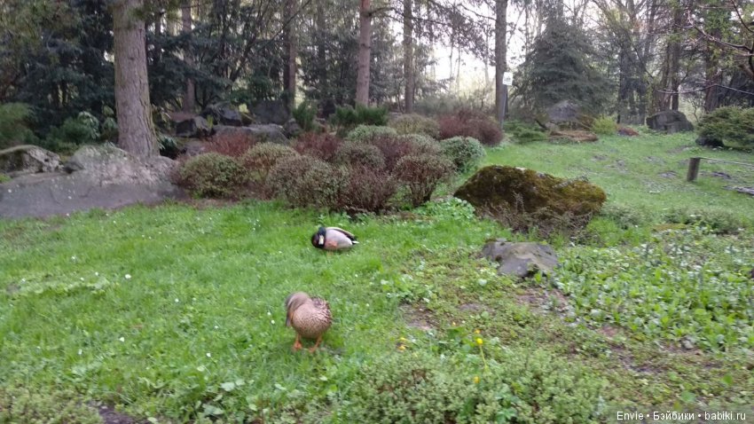 Цветение сакуры в японском саду. Прогуляемся