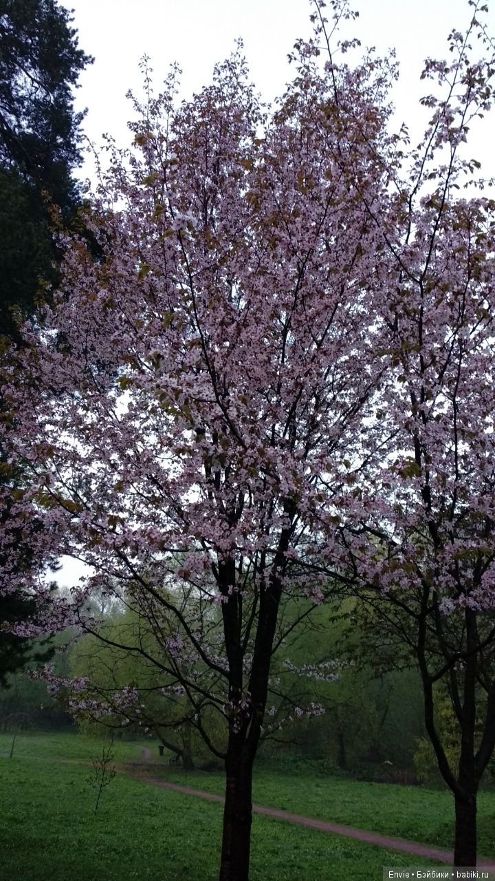 Цветение сакуры в японском саду. Прогуляемся (фото 2)