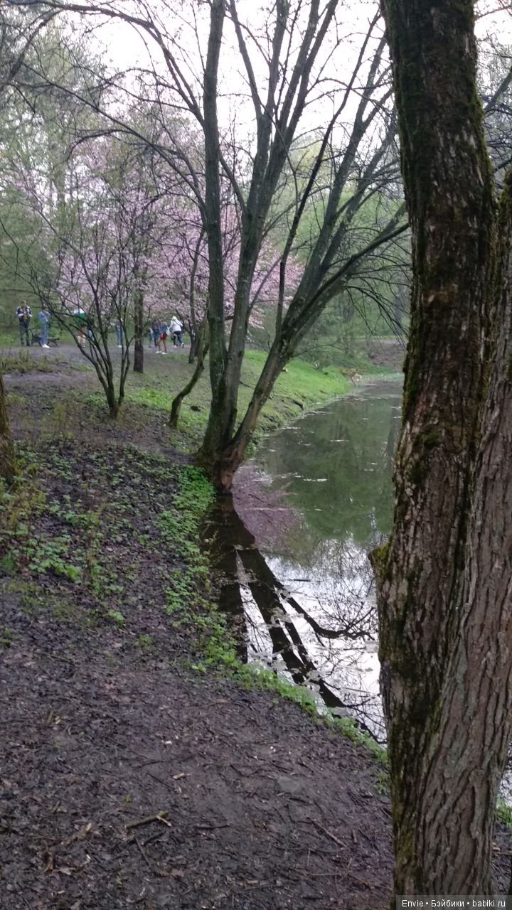 Цветение сакуры в японском саду. Прогуляемся (фото 10)
