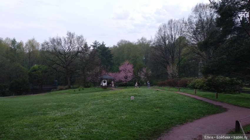 Цветение сакуры в японском саду. Прогуляемся