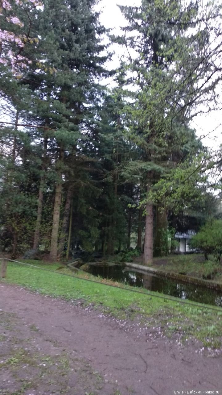 Цветение сакуры в японском саду. Прогуляемся (фото 4)