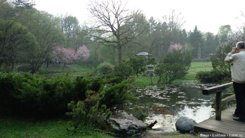 Цветение сакуры в японском саду. Прогуляемся