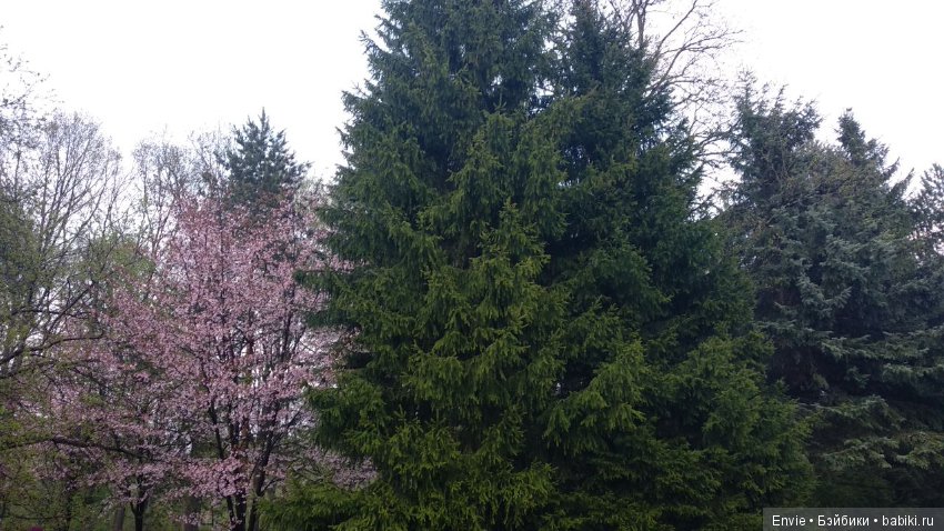 Цветение сакуры в японском саду. Прогуляемся (фото 9)