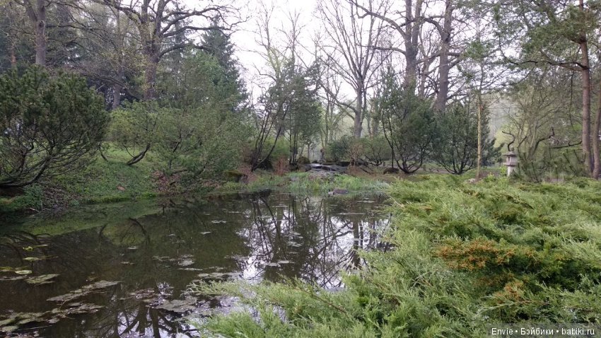 Цветение сакуры в японском саду. Прогуляемся (фото 8)