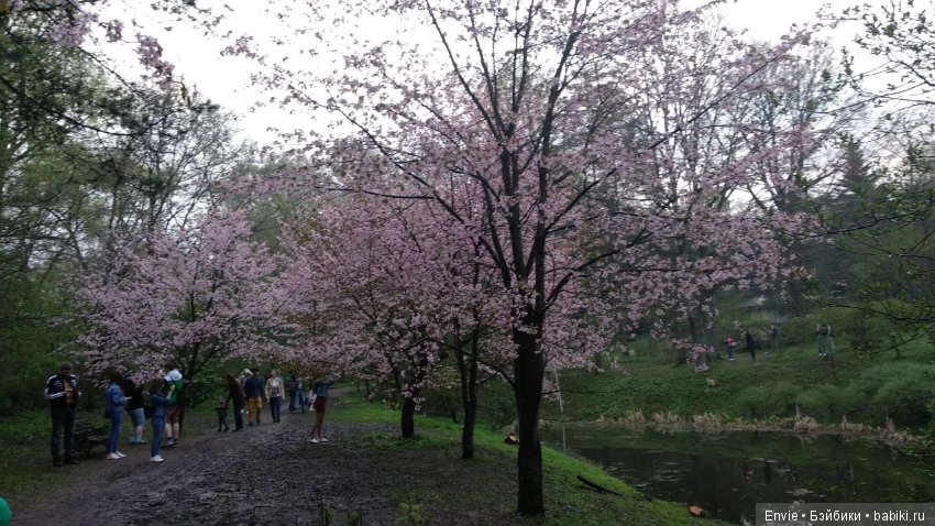Цветение сакуры в японском саду. Прогуляемся (фото 5)
