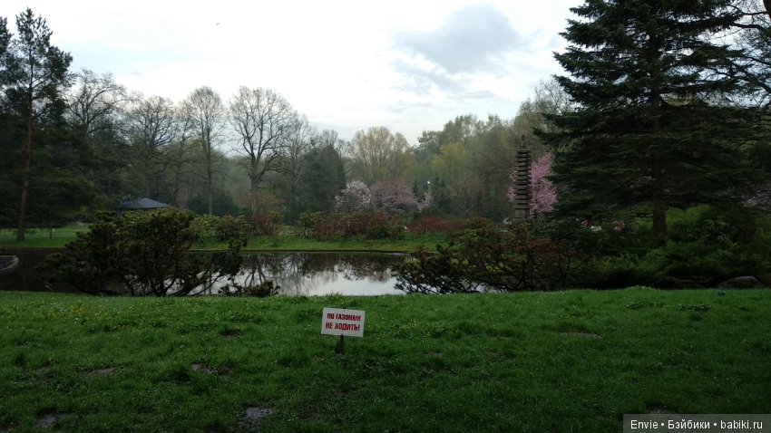 Цветение сакуры в японском саду. Прогуляемся