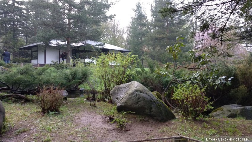 Цветение сакуры в японском саду. Прогуляемся