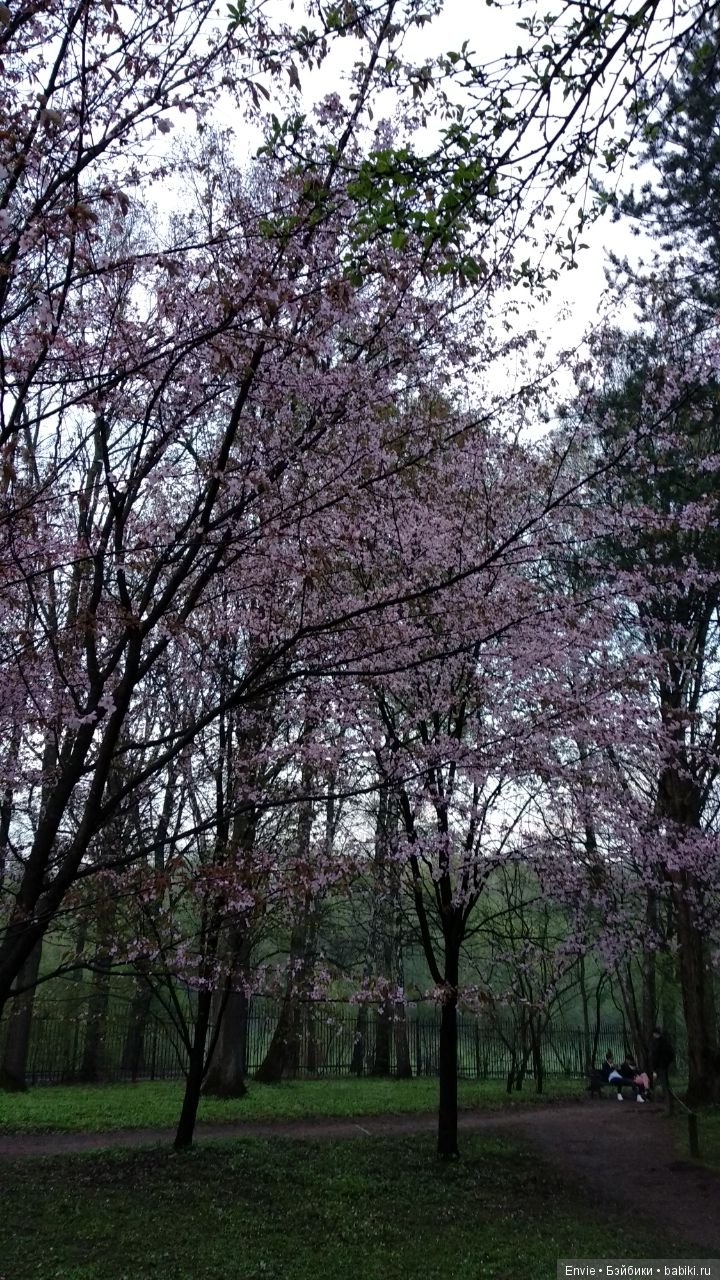 Цветение сакуры в японском саду. Прогуляемся (фото 7)