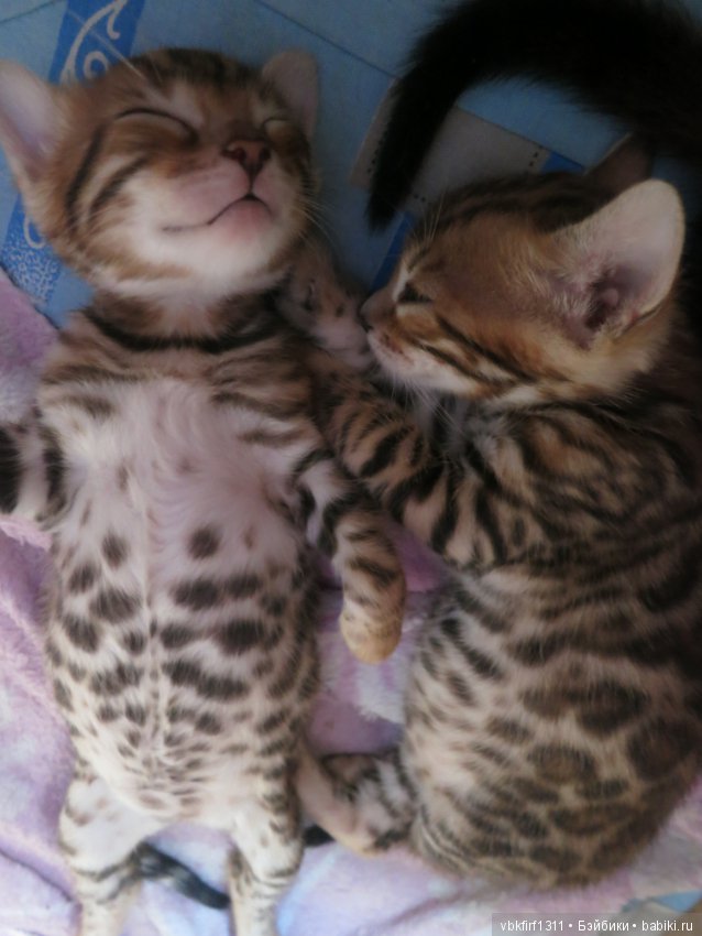 Минилеопардики — В мире животных: смешные фото питомцев и зверей