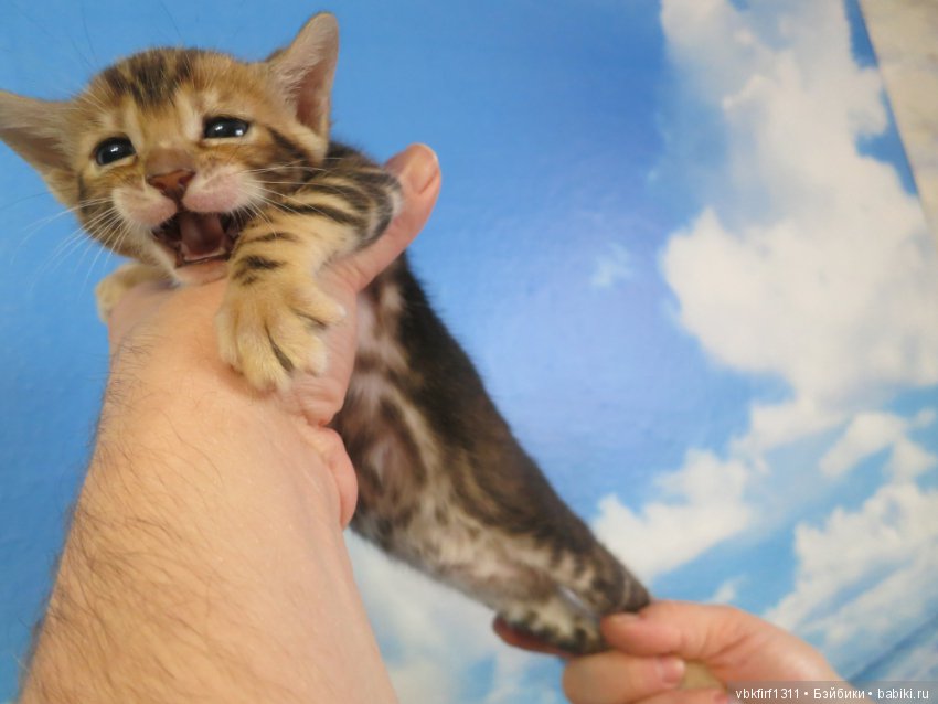 Минилеопардики — В мире животных: смешные фото питомцев и зверей (фото 2)