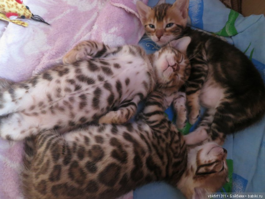 Минилеопардики — В мире животных: смешные фото питомцев и зверей (фото 7)