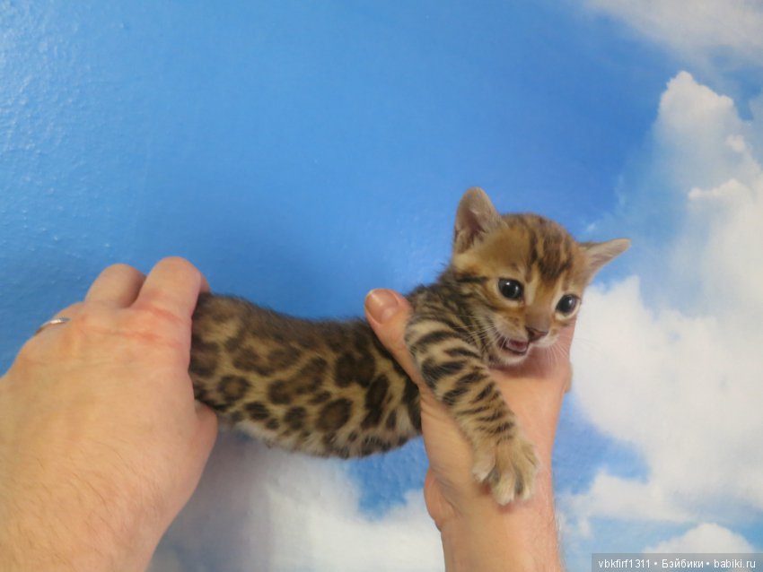 Минилеопардики — В мире животных: смешные фото питомцев и зверей