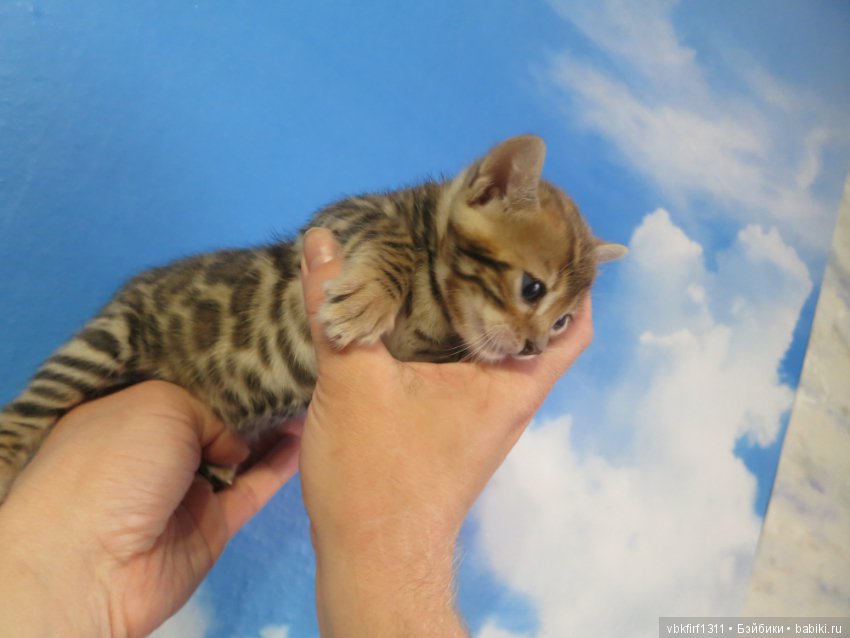 Минилеопардики — В мире животных: смешные фото питомцев и зверей (фото 3)