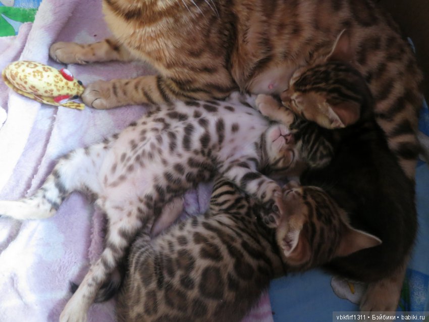 Минилеопардики — В мире животных: смешные фото питомцев и зверей (фото 4)