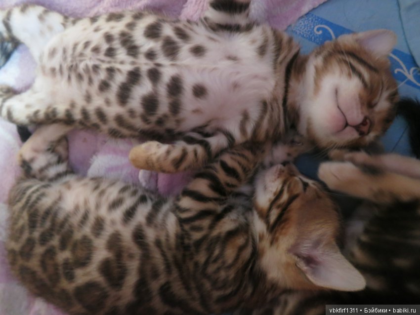 Минилеопардики — В мире животных: смешные фото питомцев и зверей (фото 9)