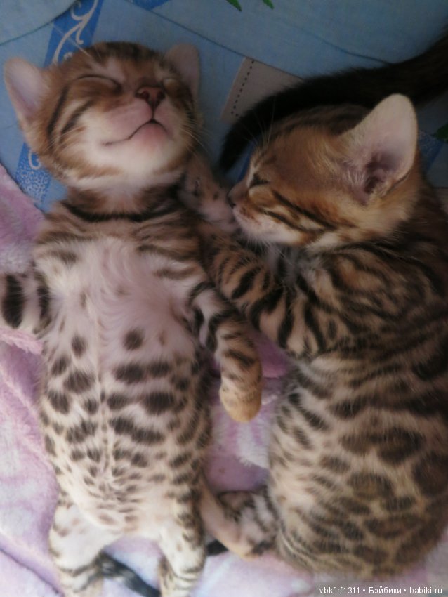 Минилеопардики — В мире животных: смешные фото питомцев и зверей (фото 10)
