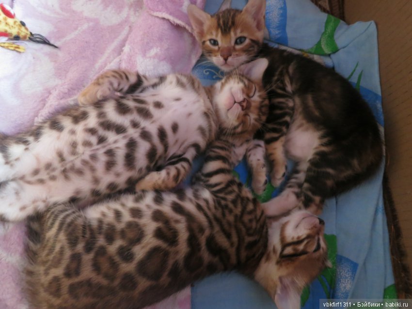 Минилеопардики — В мире животных: смешные фото питомцев и зверей (фото 6)